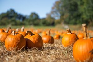 Hudson Valley Farms Pumpkin Picking