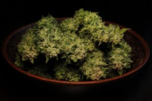 Drying natural marijuana flowers closeup. Cannabis growing, harvest time. Trimmed weed in round dish isolated on black background.
