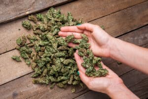 close up of hands holding marijuana buds