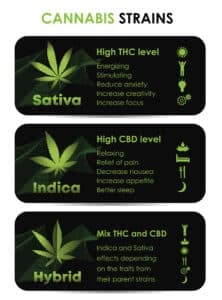 Cannabis indica and sativa strains species information graphic guide